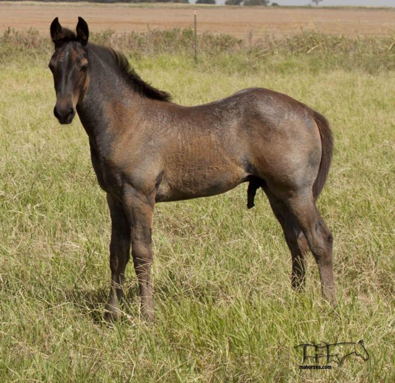 Driftin In Blue MA's 2024 Blue Roan Colt